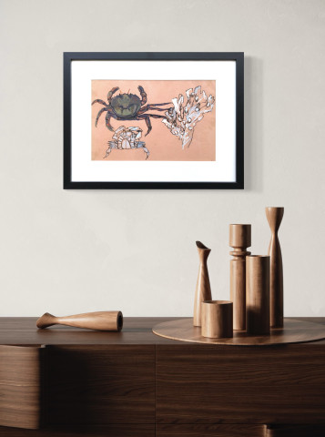 Étude de crabe et d’algue par Mathurin Méheut 